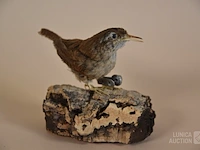 Vintage taxidermie
