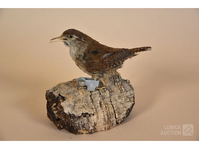 Vintage taxidermie - afbeelding 2 van  3