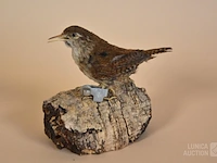 Vintage taxidermie - afbeelding 2 van  3