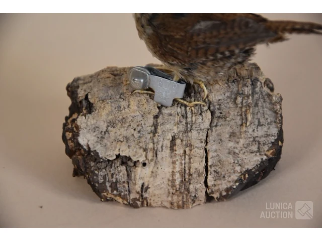 Vintage taxidermie - afbeelding 3 van  3