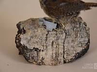Vintage taxidermie - afbeelding 3 van  3
