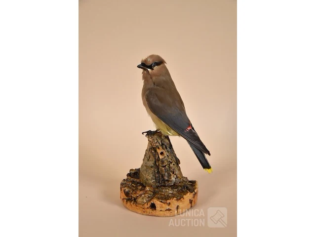 Vintage taxidermie - afbeelding 1 van  4