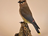 Vintage taxidermie
