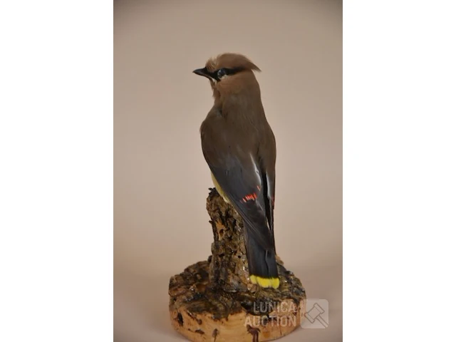 Vintage taxidermie - afbeelding 2 van  4