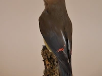 Vintage taxidermie - afbeelding 2 van  4
