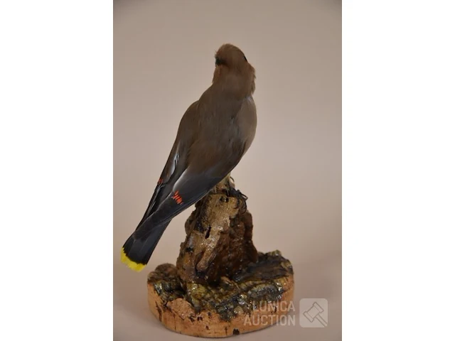 Vintage taxidermie - afbeelding 3 van  4