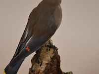 Vintage taxidermie - afbeelding 3 van  4