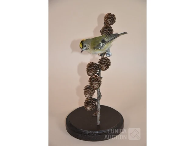 Vintage taxidermie - afbeelding 1 van  5