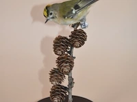 Vintage taxidermie