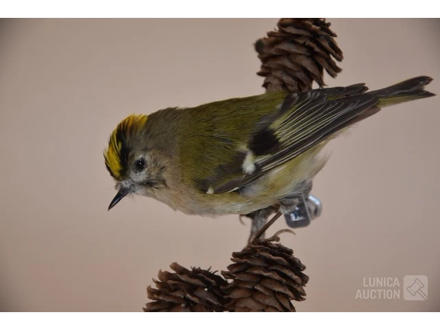 Vintage taxidermie - afbeelding 2 van  5