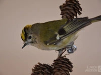 Vintage taxidermie - afbeelding 2 van  5