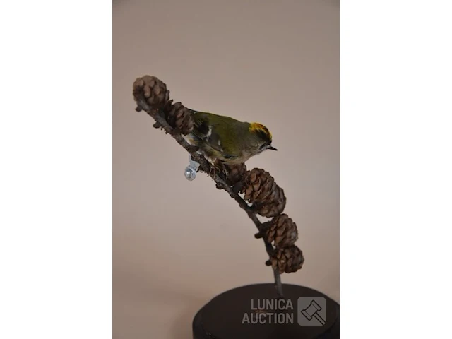 Vintage taxidermie - afbeelding 3 van  5