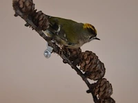 Vintage taxidermie - afbeelding 3 van  5