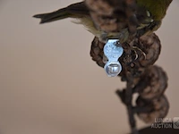 Vintage taxidermie - afbeelding 4 van  5