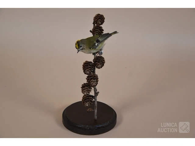 Vintage taxidermie - afbeelding 5 van  5