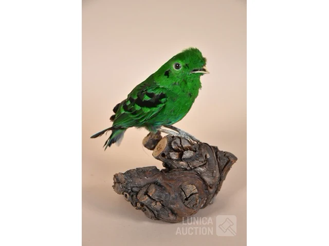 Vintage taxidermie - afbeelding 1 van  3