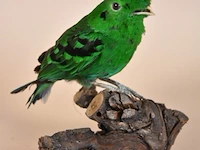 Vintage taxidermie