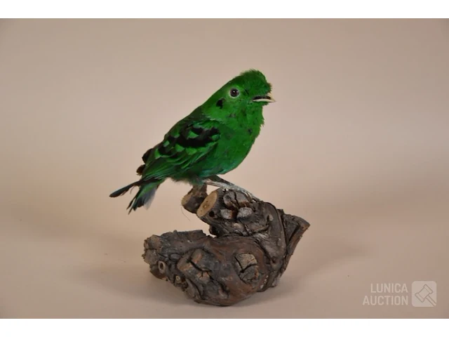 Vintage taxidermie - afbeelding 2 van  3