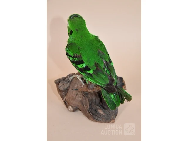 Vintage taxidermie - afbeelding 3 van  3