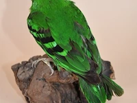 Vintage taxidermie - afbeelding 3 van  3