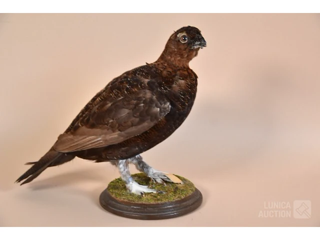 Vintage taxidermie - afbeelding 1 van  5