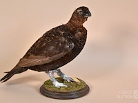 Vintage taxidermie