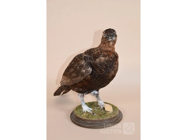 Vintage taxidermie - afbeelding 2 van  5