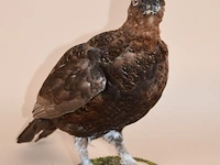 Vintage taxidermie - afbeelding 2 van  5