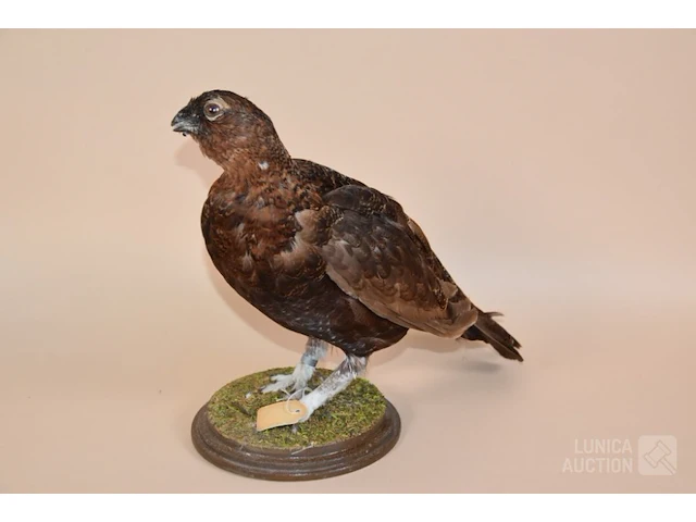 Vintage taxidermie - afbeelding 3 van  5