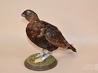Vintage taxidermie - afbeelding 3 van  5