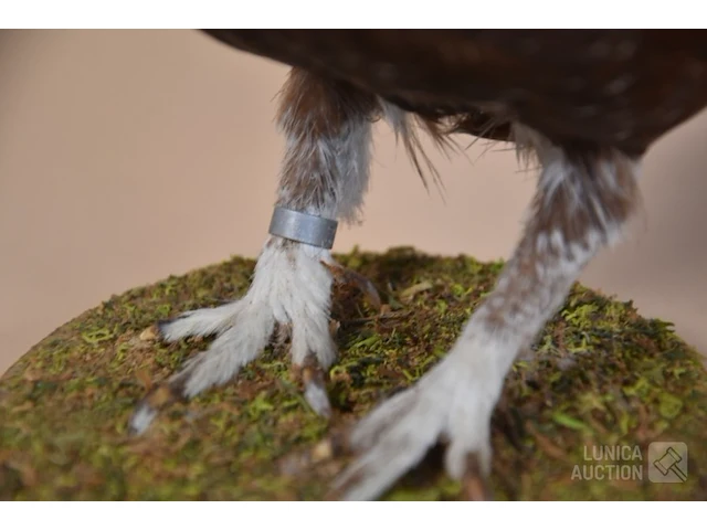 Vintage taxidermie - afbeelding 4 van  5