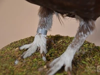 Vintage taxidermie - afbeelding 4 van  5