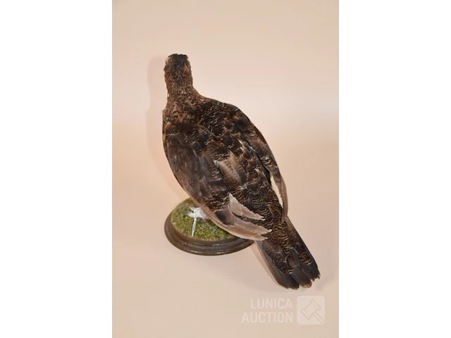 Vintage taxidermie - afbeelding 5 van  5