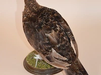 Vintage taxidermie - afbeelding 5 van  5