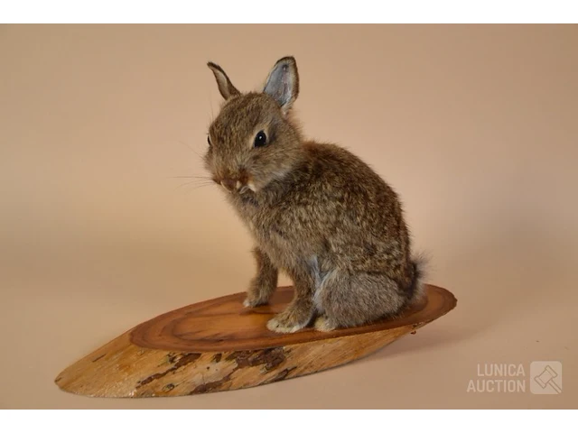 Vintage taxidermie - afbeelding 1 van  5