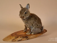 Vintage taxidermie