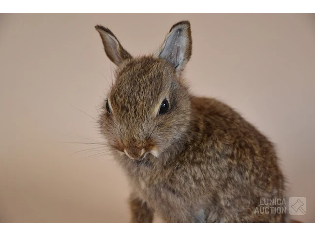Vintage taxidermie - afbeelding 2 van  5