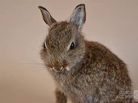 Vintage taxidermie - afbeelding 2 van  5