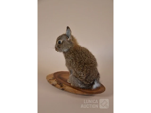 Vintage taxidermie - afbeelding 3 van  5