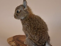 Vintage taxidermie - afbeelding 3 van  5