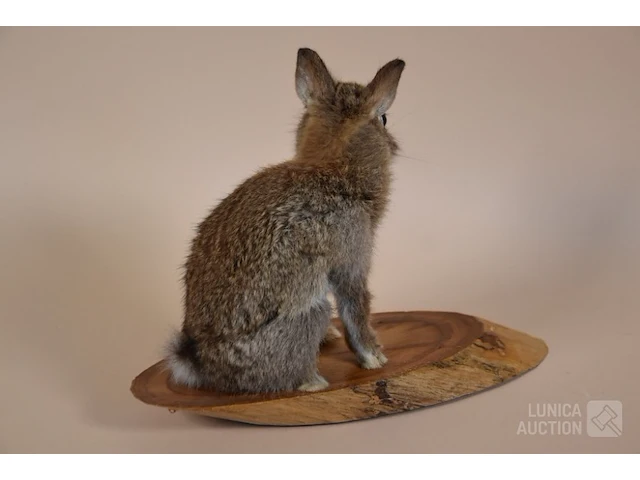 Vintage taxidermie - afbeelding 4 van  5