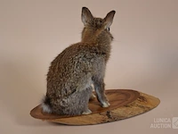 Vintage taxidermie - afbeelding 4 van  5