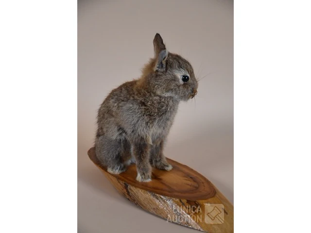 Vintage taxidermie - afbeelding 5 van  5