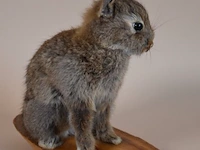 Vintage taxidermie - afbeelding 5 van  5