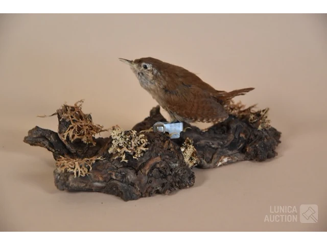 Vintage taxidermie - afbeelding 1 van  4