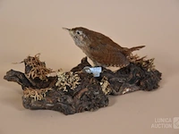 Vintage taxidermie