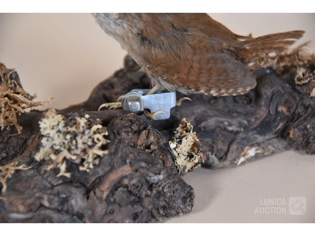 Vintage taxidermie - afbeelding 2 van  4