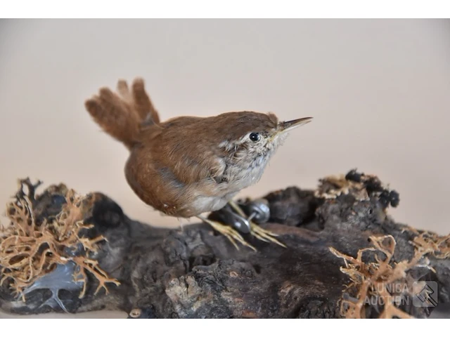 Vintage taxidermie - afbeelding 3 van  4