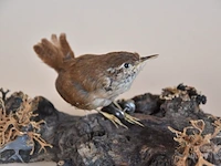 Vintage taxidermie - afbeelding 3 van  4