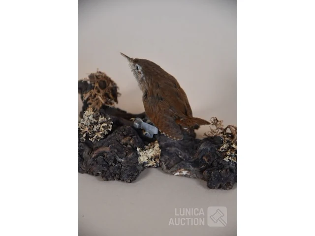 Vintage taxidermie - afbeelding 4 van  4